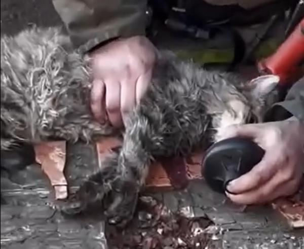 В Тюмени пожарный откачал двух кошек, пострадавших в пожаре - Фото 2