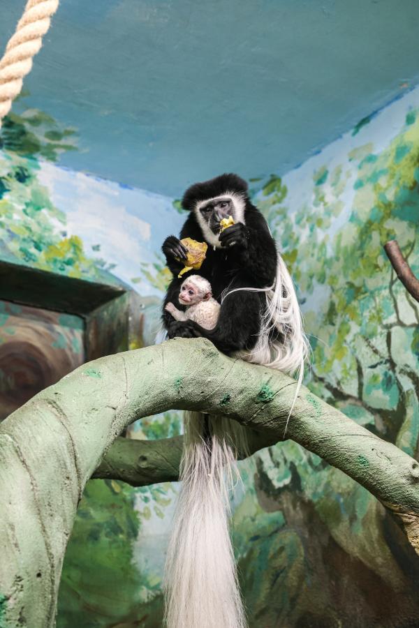 В зоопарке Екатеринбурге в семье восточных колобусов Кита и Иры появился малыш - Фото 2