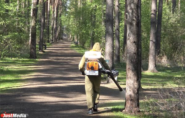Парки Екатеринбурга обработают от клещей до конца мая - Фото 5