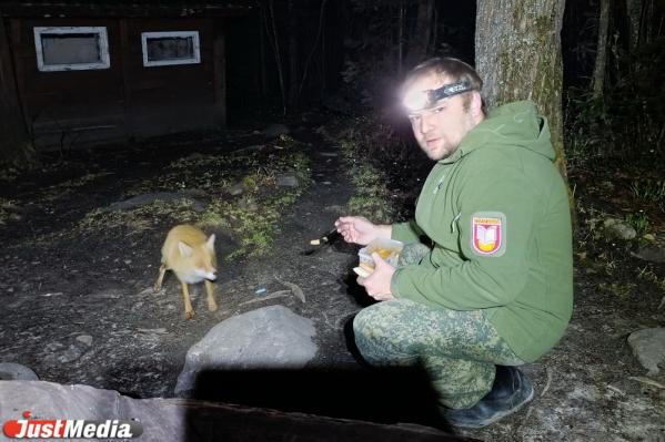 Туристы приручили диких лис в национальном парке «Таганай» - видео - Фото 2