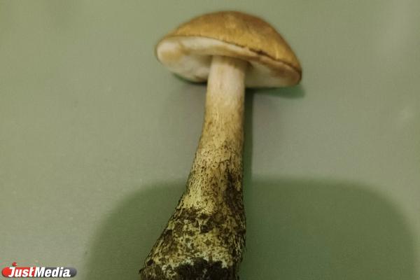 Свердловские грибники открыли сезон маслят, подберезовиков и подосиновиков - Фото 4