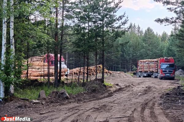 Масштабную вырубку леса обнаружили в районе поселка Лосиный в Свердловской области - Фото 2