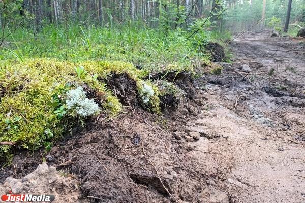 Масштабную вырубку леса обнаружили в районе поселка Лосиный в Свердловской области - Фото 4