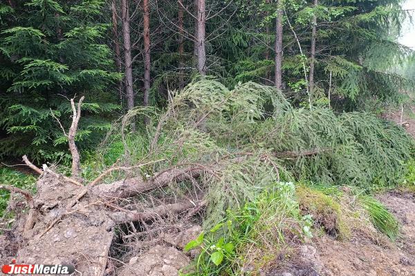 Масштабную вырубку леса обнаружили в районе поселка Лосиный в Свердловской области - Фото 5