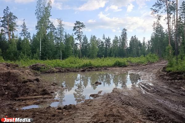Масштабную вырубку леса обнаружили в районе поселка Лосиный в Свердловской области - Фото 6