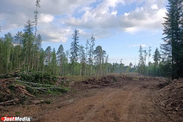 Масштабную вырубку леса обнаружили в районе поселка Лосиный в Свердловской области - Фото 7