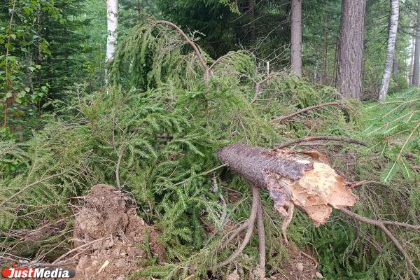 Масштабную вырубку леса обнаружили в районе поселка Лосиный в Свердловской области - Фото 9