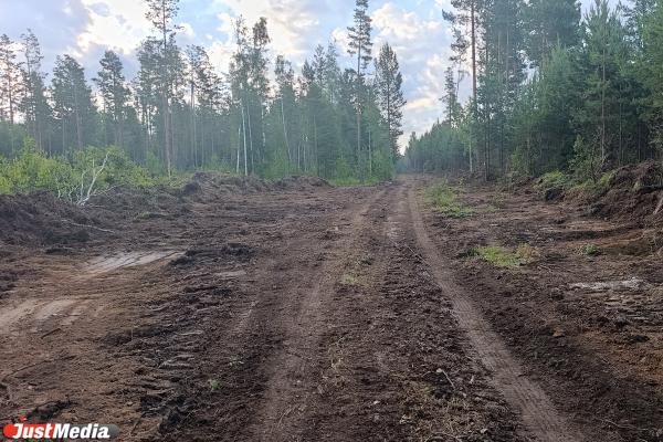Масштабную вырубку леса обнаружили в районе поселка Лосиный в Свердловской области - Фото 10