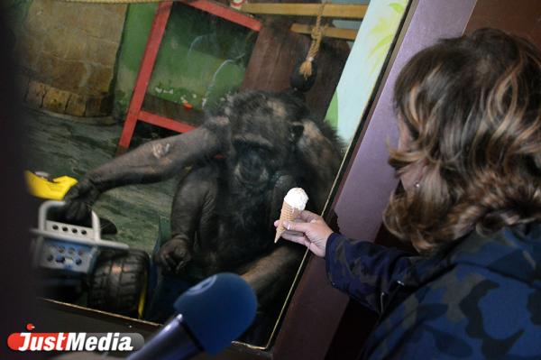 В Екатеринбургском зоопарке животных накормили мороженым и мятной икрой - Фото 6