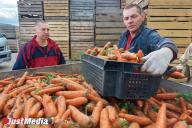 В Свердловской области началась уборка картофеля и овощей